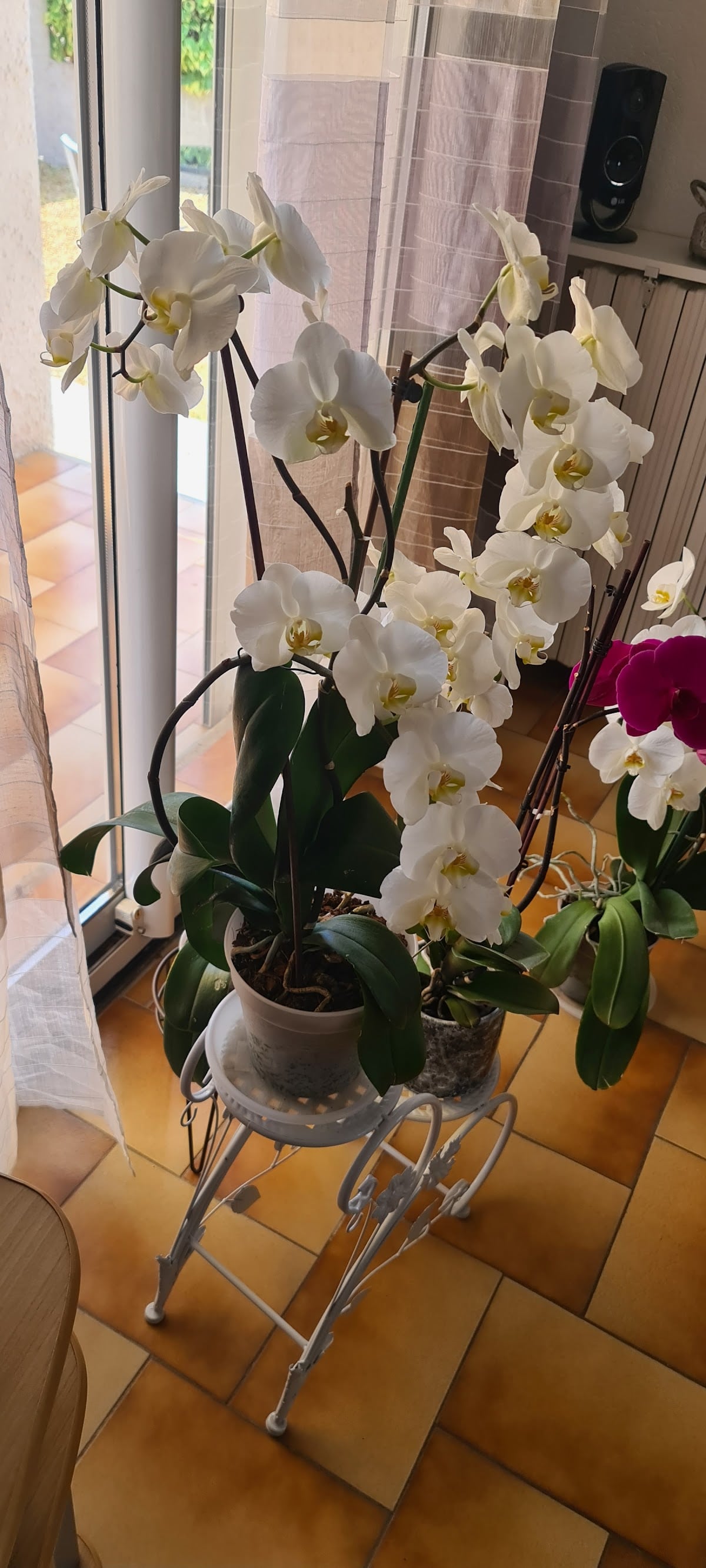 Les Fées Fleurs - 3