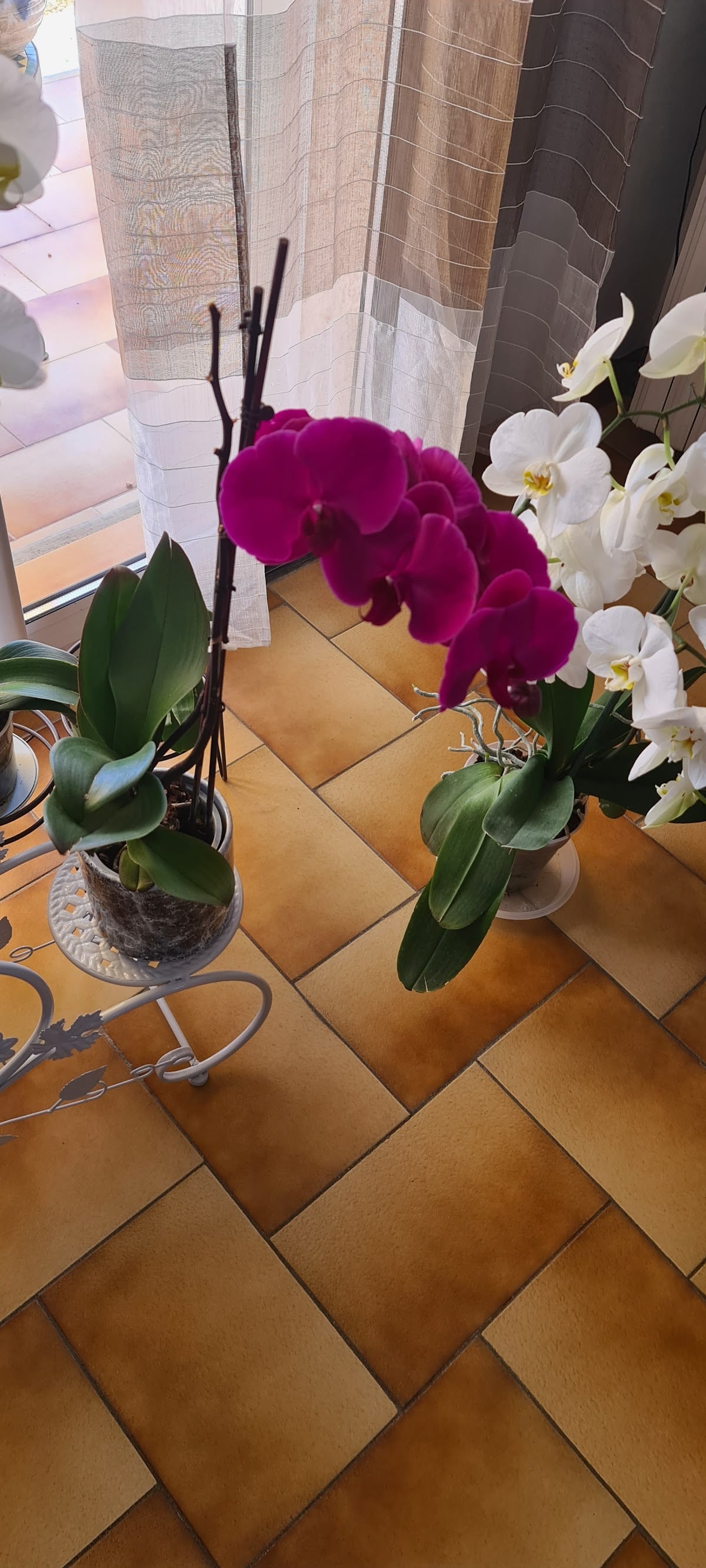 Les Fées Fleurs - 5